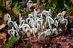 fiddleheads rising